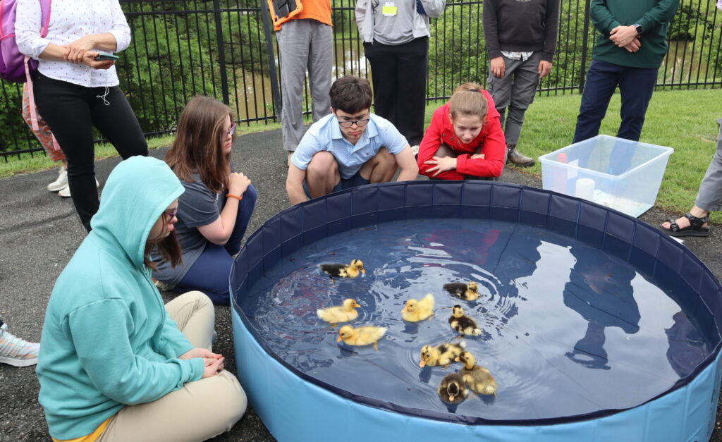 Students sit and stand around a small pool of water, watching nine ducklings swim.