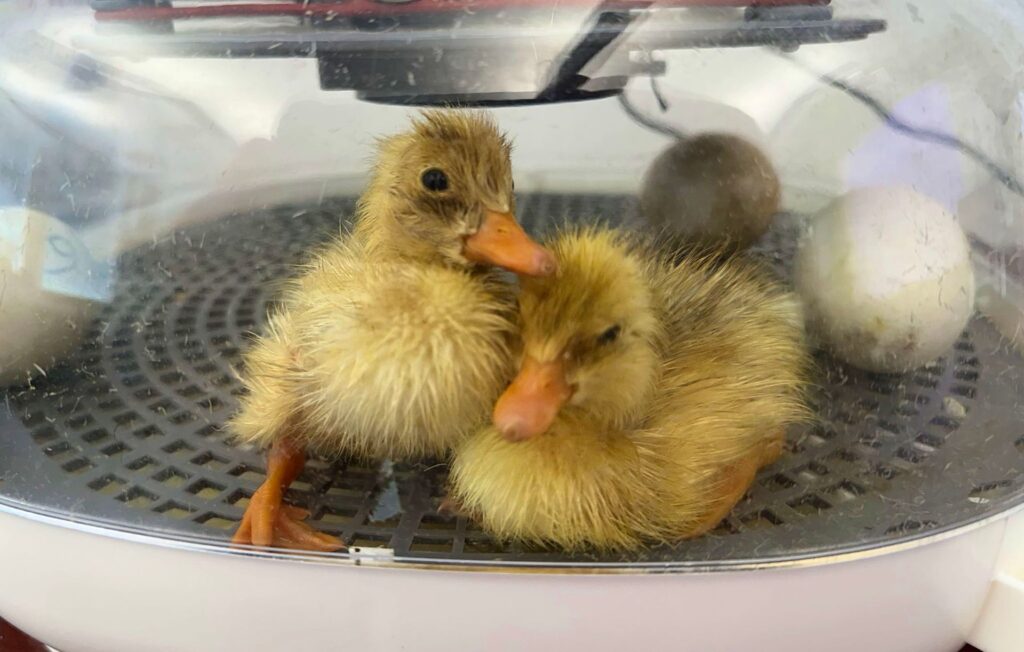 Two newly-hatched ducklings snuggled together in an incubator. They are surrounded by three unhatched eggs.