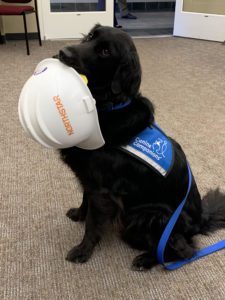 Maui the dog holding hard hat in mouth