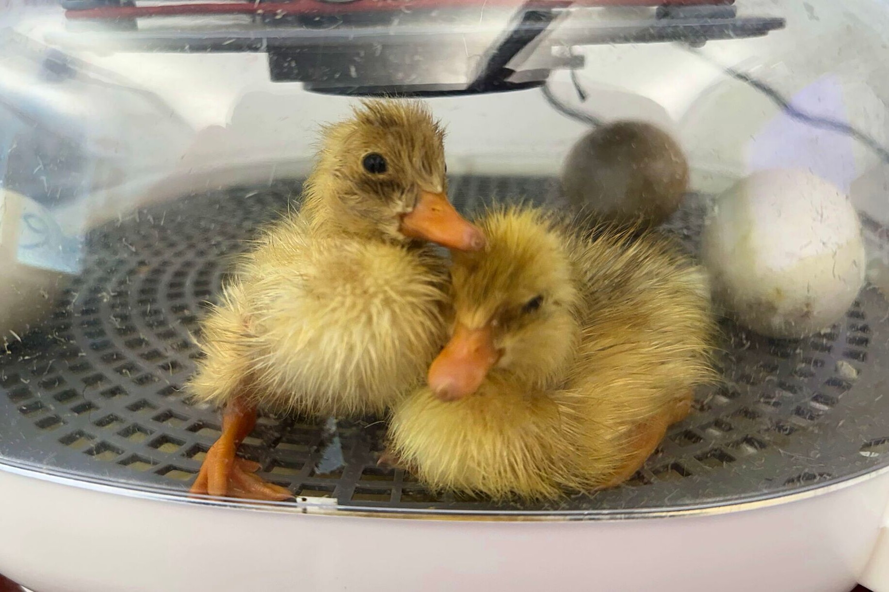 Two newly-hatched ducklings snuggled together in an incubator. They are surrounded by three unhatched eggs.